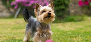 dog_mm5bis_bringing_home_2
